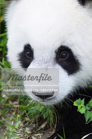 Two year old young giant panda (Ailuropoda melanoleuca), China Conservation and Research Centre, Chengdu, Sichuan, China, Asia