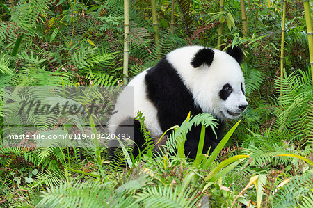 Two years aged young giant panda (Ailuropoda melanoleuca), China Conservation and Research Centre, Chengdu, Sichuan, China, Asia