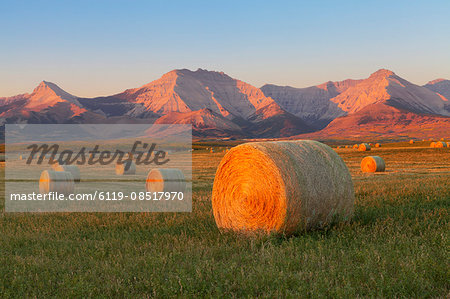 Hay bales in a field with the Rocky Mountains in the background, near Twin Butte, Alberta, Canada, North America