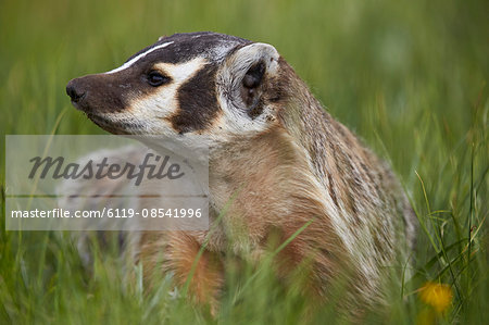 American Badger (Taxidea taxus), Yellowstone National Park, Wyoming, United States of America, North America