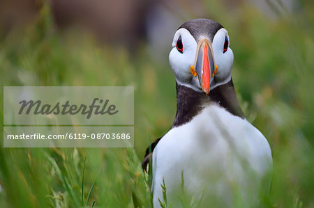 Atlantic puffin, The Farne Islands, Northumberland, England, United Kingdom, Europe