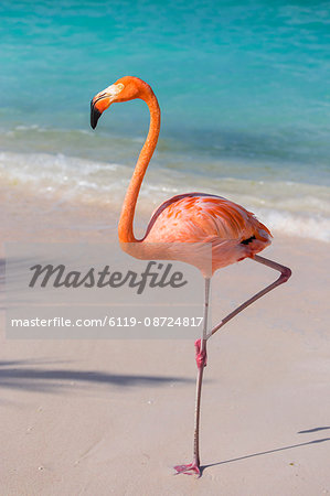 Flamingo on Flamingo beach, Renaissance Island, Oranjestad, Aruba, Lesser Antilles, Netherlands Antilles, Caribbean, Central America Flamingo on Flamingo beach, Renaissance Island, Oranjestad, Aruba, Lesser Antilles, Netherlands Antilles, Caribbean, Central America