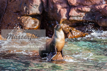 Adult California sea lion (Zalophus californianus), at Los Islotes, Baja California Sur, Mexico, North America