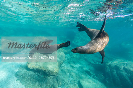 California sea lions (Zalophus californianus), playing underwater at Los Islotes, Baja California Sur, Mexico, North America