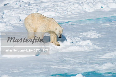 Male polar bear (Ursus maritimus) walking over pack ice, Spitsbergen Island, Svalbard archipelago, Arctic, Norway, Scandinavia, Europe