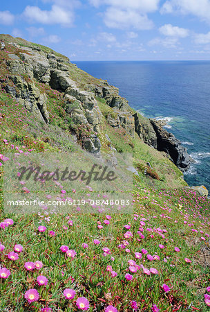 Flowers of the Hottentot Fig growing above the coast at The Lizard, Cornwall, England, UK