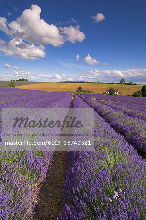 Rows of lavender plants at Snowshill Lavender Farm, Broadway, Worcestershire, Cotswolds, England, United Kingdom, Europe