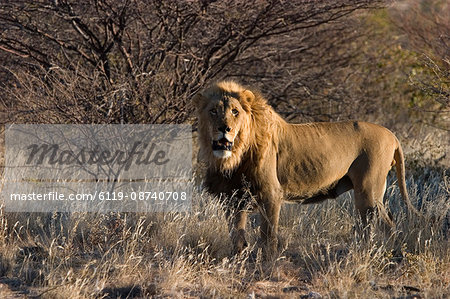 Lion, Panthera leo, Kamanjab, Namibia, Africa