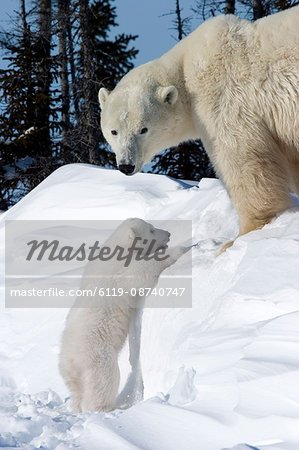 Polar Bear with a cub, (Ursus maritimus), Churchill, Manitoba, Canada