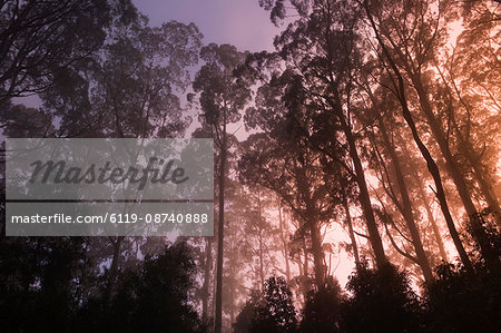 Mountain ash forest and morning fog, Mt. Macedon, Victoria, Australia, Pacific