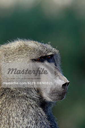 Olive baboon (Papio cynocephalus anubis), Samburu National Reserve, Kenya, East Africa, Africa