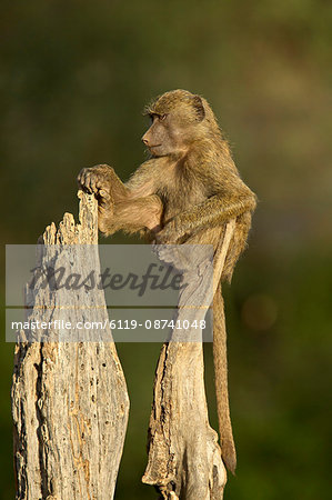 Young,male olive baboon (Papio cynocephalus anubis) sitting atop a tree trunk, Samburu National Reserve, Kenya, East Africa, Africa