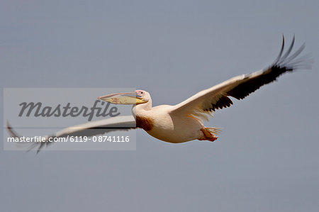 Great white pelican (Eastern white pelican (Pelecanus onocrotalus) in flight, Lake Nakuru National Park, Kenya, East Africa, Africa