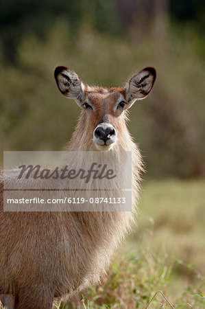 Female Defassa Waterbuck (Kobus ellipsiprymnus defassa), Masai Mara National Reserve, Kenya, East Africa, Africa