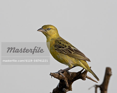 Female Lesser Masked Weaver (Ploceus intermedius), Kruger National Park, South Africa, Africa