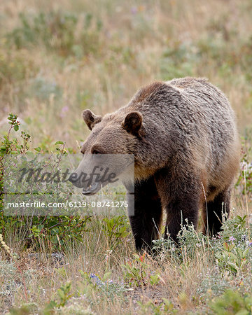 Grizzly bear (Ursus arctos horribilis), Glacier National Park, Montana, United States of America, North America