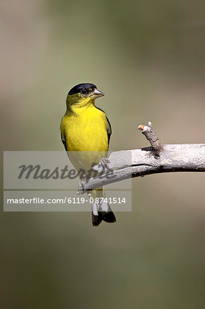 Male lesser goldfinch (Carduelis psaltria), Chiricahua National Monument, Arizona, United States of America, North America