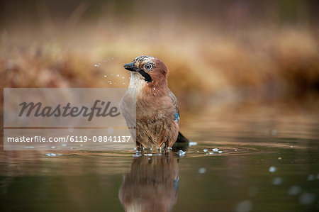 Jay (Garrulus glandarius) bathing, Sweden, Scandinavia, Europe