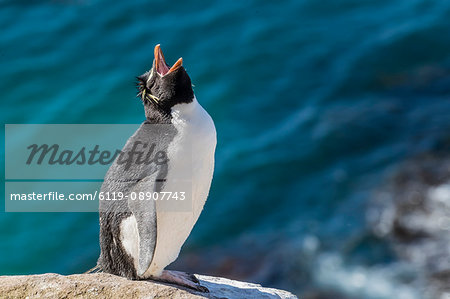 Adult southern rockhopper penguin (Eudyptes chrysocome) at breeding colony on Saunders Island, Falkland Islands, South America Adult southern rockhopper penguin (Eudyptes chrysocome) at breeding colony on Saunders Island, Falkland Islands, South America
