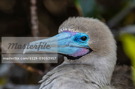 Adult red-footed booby (Sula sula), on Genovesa Island, Galapagos, UNESCO World Heritage Site, Ecuador, South America