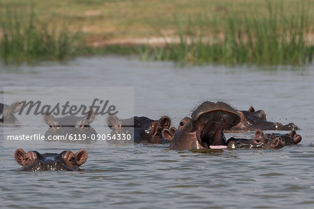 A pod of Hippopotamus (Hippopotamus amphibius), in Lake Gipe, Tsavo, Kenya, East Africa, Africa