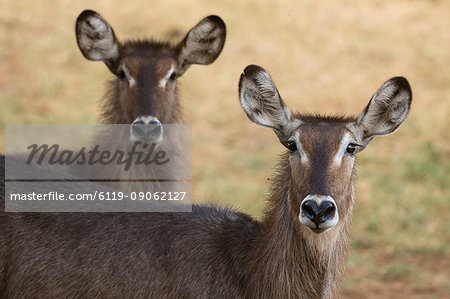 Portrait of waterbuck (Kobus ellipsiprymnus), Tsavo, Kenya, East Africa, Africa