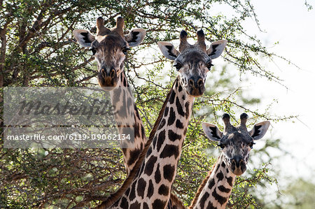 Three Maasai giraffes (Giraffa camelopardalis tippelskirchi) looking at the camera, Tsavo, Kenya, East Africa, Africa