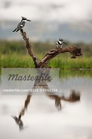 Pied kingfishers (Ceryle rudis), Zimanga Private Game Reserve, KwaZulu-Natal, South Africa, Africa