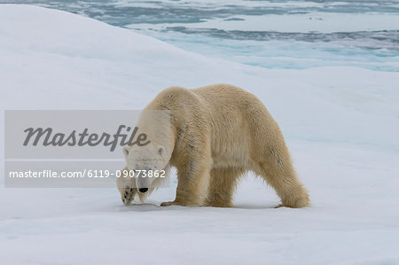 Male Polar bear (Ursus maritimus) walking on pack ice, Svalbard Archipelago, Barents Sea, Arctic, Norway, Scandinavia, Europe