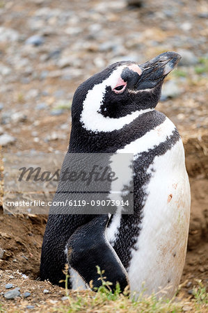 Magellanic penguin (Spheniscus magellanicus) in its nesting burrow, Patagonia, Chile, South America