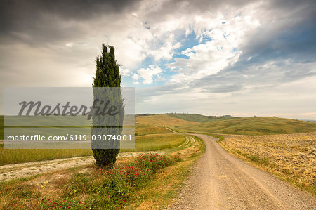 Lonely tree and asphalt road in the gentle green hills of Val d'Orcia, UNESCO World Heritage Site, Province of Siena, Tuscany, Italy, Europe