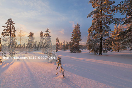 The lights of the arctic sunset illuminate the snowy woods, Vennivaara, Rovaniemi, Lapland region, Finland, Europe