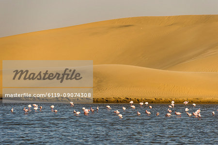 Saltwater pool with flamingos near Walvis Bay, Namibia, Africa