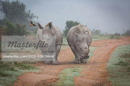 Two Rhinos and an oxpecker bird in the Amakhala Game Reserve in the Eastern Cape, South Africa, Africa