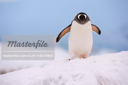 A gentoo penguin (Pygoscelis papua), Petermann Island, Antarctica, Polar Regions