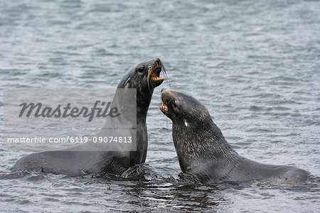 Two Antarctic fur seals (Arctocephalus gazella) fighting, Deception Island, Antarctica, Polar Regions