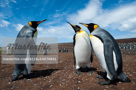 King penguins (Aptenodytes patagonica) fighting, Falkland Islands, South America