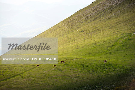 Horses in the fields at sunset, Monte Cucco Park, Apennines, Umbria, Italy, Europe