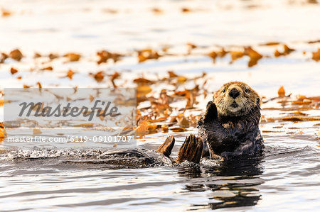 Sea otter (Enhyrda lutris), endangered species, calm waters of Sitka Sound, Sitka, Northern Panhandle, Southeast Alaska, United States of America, North America