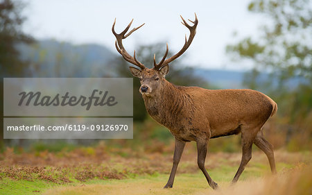 Red deer stag, Bradgate Park, Charnwood Forest, Leicestershire, England, United Kingdom, Europe