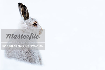 Mountain hare portrait (Lepus timidus) in winter snow, Scottish Highlands, Scotland, United Kingdom, Europe