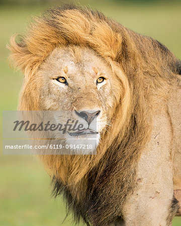 Male lion (Panthera leo), Masai Mara, Kenya, East Africa, Africa