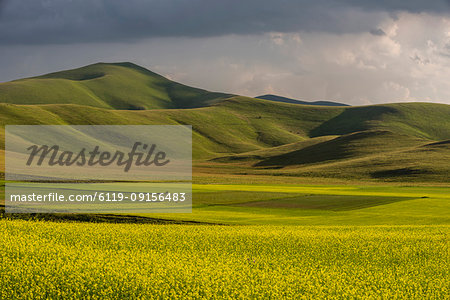 Fields of flowering lentils on the Piano Grande, Monti Sibillini National Park, Perigua District, Umbria, Italy, Europe