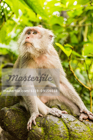 Sacred Monkey Forest in Ubud, Bali, Indonesia, Southeast Asia, Asia