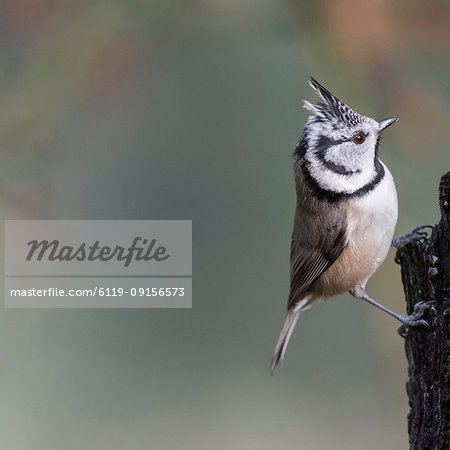 A Crested Tit in Abernethy Forest in Strathspey region of Scotland, United Kingdom, Europe A Crested Tit in Abernethy Forest in Strathspey region of Scotland, United Kingdom, Europe