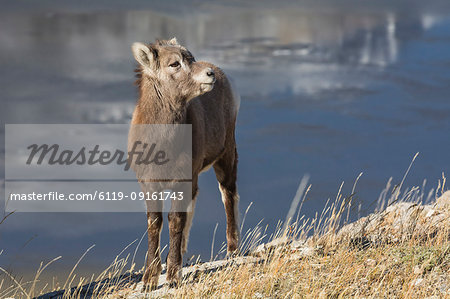 Rocky Mountain Bighorn Sheep lamb (Ovis canadensis), Jasper National Park, UNESCO World Heritage Site, Alberta, Canada, North America