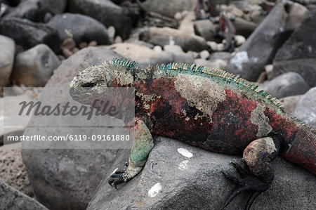 Marine Iguana (Amblyrhynchus cristatus), Punta Suarez, Espanola Island, Galapagos Islands, UNESCO World Heritage Site, Ecuador, South America Marine Iguana (Amblyrhynchus cristatus), Punta Suarez, Espanola Island, Galapagos Islands, UNESCO World Heritage Site, Ecuador, South America
