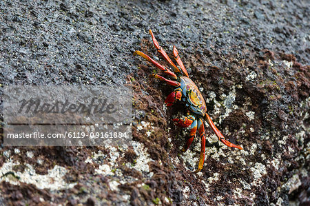 Sally Lightfoot Crab (Grapsus grapsus), Floreana Island, Galapagos Islands, UNESCO World Heritage Site, Ecuador, South America Sally Lightfoot Crab (Grapsus grapsus), Floreana Island, Galapagos Islands, UNESCO World Heritage Site, Ecuador, South America