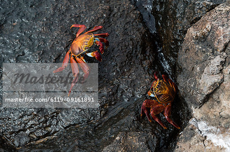 Sally Lightfoot Crab (Grapsus grapsus), South Plaza Island, Galapagos Islands, UNESCO World Heritage Site, Ecuador, South America Sally Lightfoot Crab (Grapsus grapsus), South Plaza Island, Galapagos Islands, UNESCO World Heritage Site, Ecuador, South America