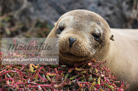 Portrait of a Galapagos sea lion (Zalophus californianus wollebaeki), South Plaza Island, Galapagos Islands, UNESCO World Heritage Site, Ecuador, South America Portrait of a Galapagos sea lion (Zalophus californianus wollebaeki), South Plaza Island, Galapagos Islands, UNESCO World Heritage Site, Ecuador, South America